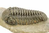 Bumpy Phacopid (Morocops) Trilobite - Beautiful Shell Color #273418-1